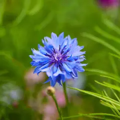 Flor de aciano azul vibrante, destacando sus propiedades medicinales y su belleza natural en un jardín.