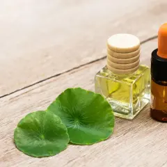 Aceite de centella asiatica, mostrando sus propiedades curativas en frascos y hojas verdes sobre madera.