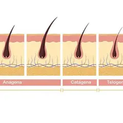 Ilustración del ciclo de crecimiento del vello: anágena (crecimiento), catágena (transición) y telógena (reposo). Muestra cuánto tarda en crecer una ceja.