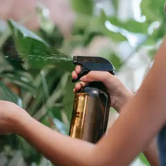 Persona rocía hojas verdes con un atomizador. El aceite de neem sirve para proteger las plantas de plagas.