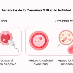 La coenzima Q10 para que sirve en mujeres: mejora ovocitos, apoya función mitocondrial y reduce estrés oxidativo.