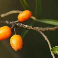 Bayas anaranjadas de espino amarillo en una rama, fuente de aceite de espino amarillo.