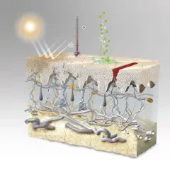 Ilustración detallada de las capas de la piel, mostrando la epidermis, dermis y tejido adiposo, con elementos como el sol, un termómetro y una herida.