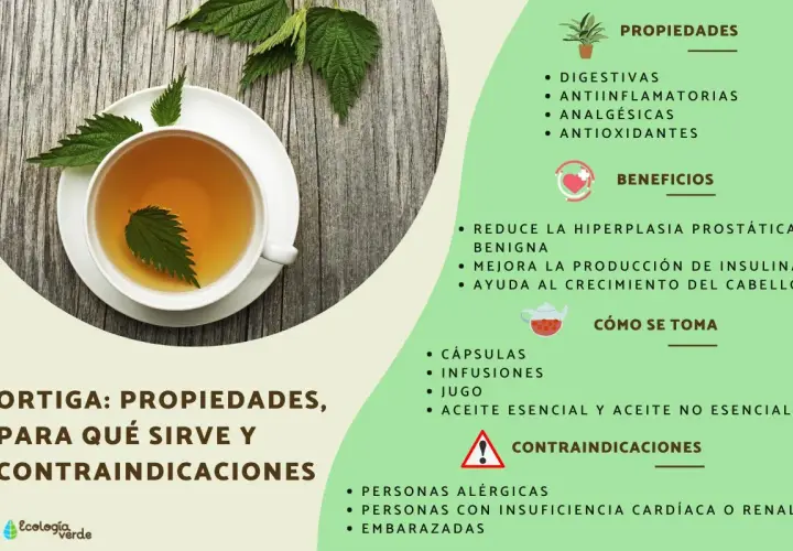 Té de ortiga en taza, destacando sus propiedades digestivas, antiinflamatorias y analgésicas.