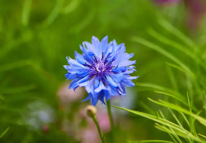 Flor de aciano azul vibrante, destacando sus propiedades medicinales y su belleza natural en un jardín.