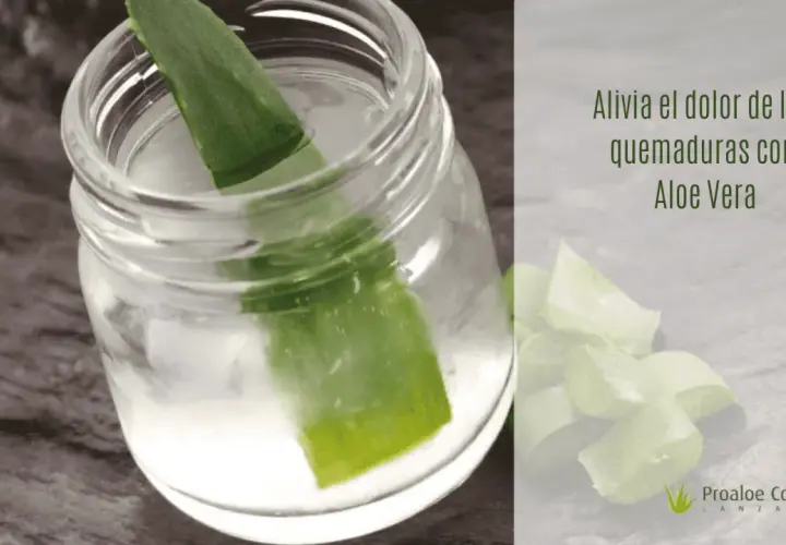 Hoja de aloe vera en un frasco con agua, ideal para aliviar el dolor de las quemaduras.