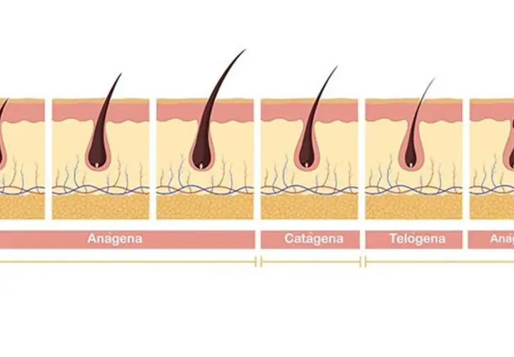 Ilustración del ciclo de crecimiento del vello: anágena (crecimiento), catágena (transición) y telógena (reposo). Muestra cuánto tarda en crecer una ceja.