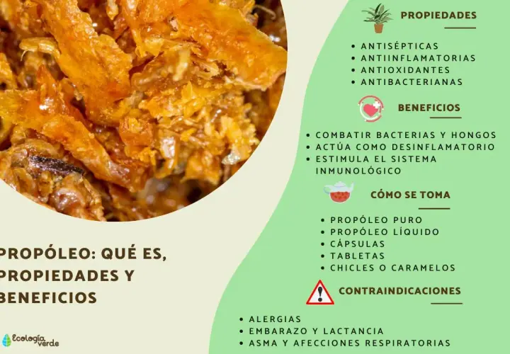 Propolis: qué es, sus propiedades antisépticas, antiinflamatorias y beneficios para el sistema inmunológico.