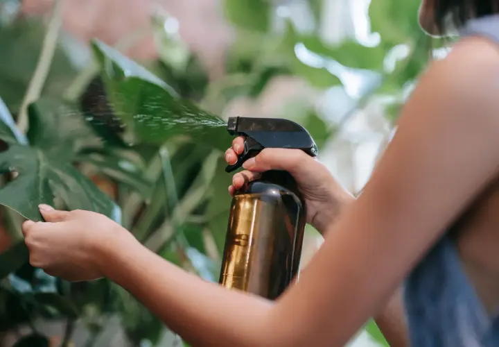 Persona rocía hojas verdes con un atomizador. El aceite de neem sirve para proteger las plantas de plagas.