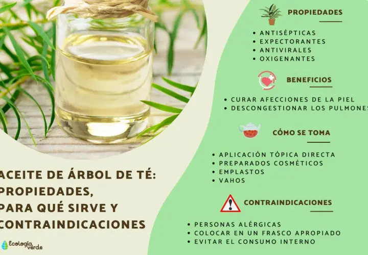 Aceite de árbol de té: sus propiedades antisépticas y antivirales lo hacen útil para afecciones de la piel y descongestionar pulmones.