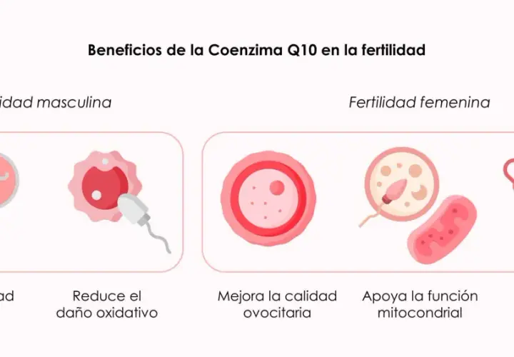La coenzima Q10 para que sirve en mujeres: mejora ovocitos, apoya función mitocondrial y reduce estrés oxidativo.