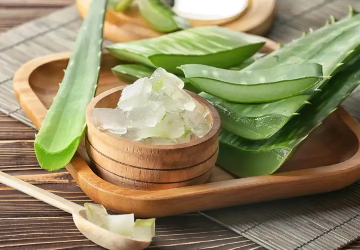 Gel de aloe vera en un cuenco de madera, junto a hojas cortadas. Ideal para el cuidado del aloe vera en el pelo.