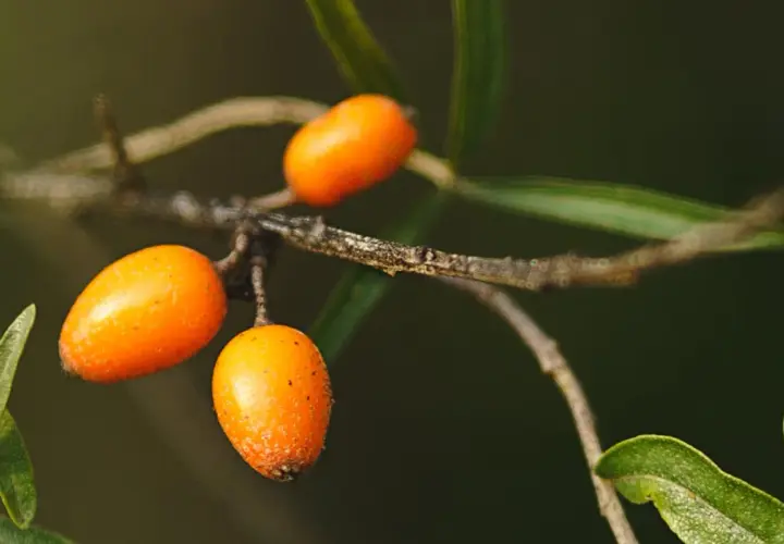 Bayas anaranjadas de espino amarillo en una rama, fuente de aceite de espino amarillo.