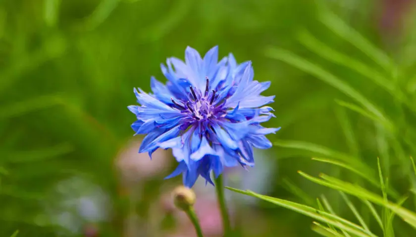 Flor de aciano azul vibrante, destacando sus propiedades medicinales y su belleza natural en un jardín.