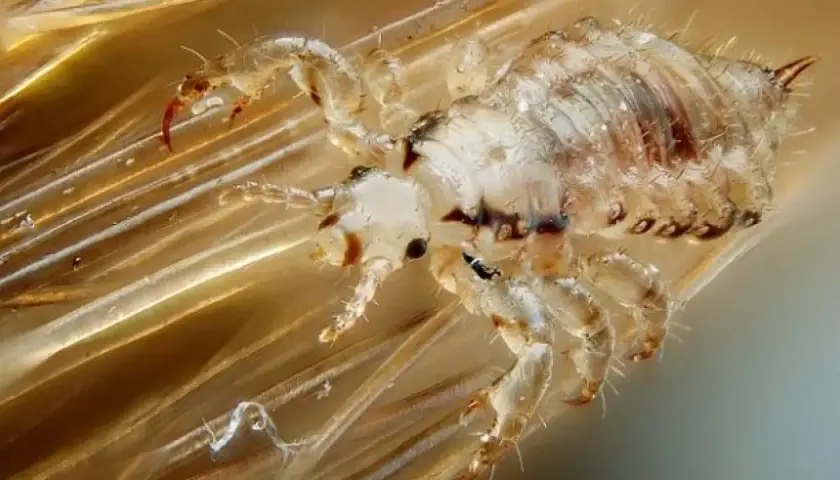 Un piojo de cabeza, con sus patas y garras, aferrado a un cabello. ¿Por qué salen piojos de la nada?