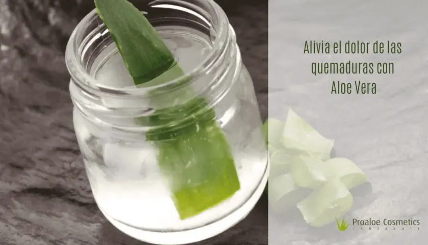 Hoja de aloe vera en un frasco con agua, ideal para aliviar el dolor de las quemaduras.