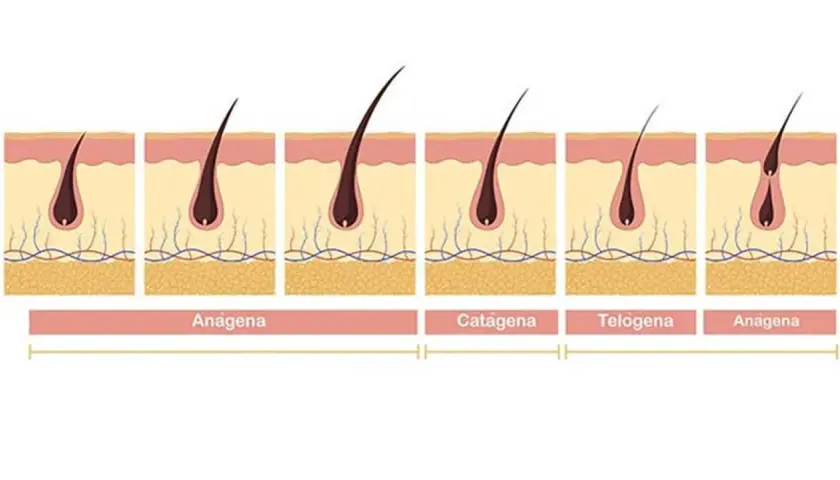 Ilustración del ciclo de crecimiento del vello: anágena (crecimiento), catágena (transición) y telógena (reposo). Muestra cuánto tarda en crecer una ceja.