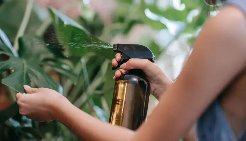 Persona rocía hojas verdes con un atomizador. El aceite de neem sirve para proteger las plantas de plagas.