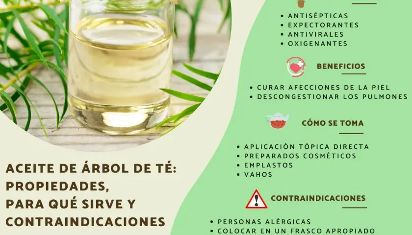 Aceite de árbol de té: sus propiedades antisépticas y antivirales lo hacen útil para afecciones de la piel y descongestionar pulmones.