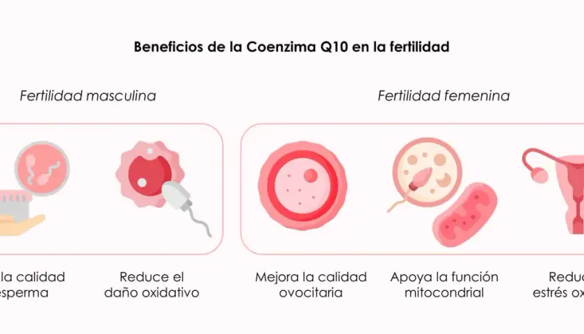 La coenzima Q10 para que sirve en mujeres: mejora ovocitos, apoya función mitocondrial y reduce estrés oxidativo.