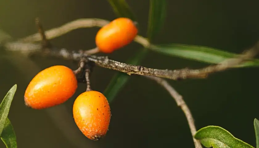 Bayas anaranjadas de espino amarillo en una rama, fuente de aceite de espino amarillo.