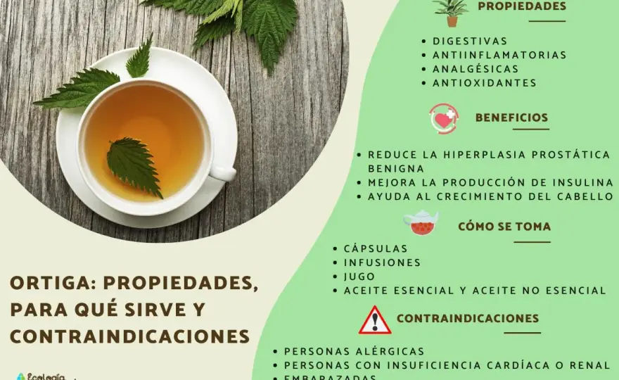 Ortiga - beneficios, usos y precauciones que conviene conocer
