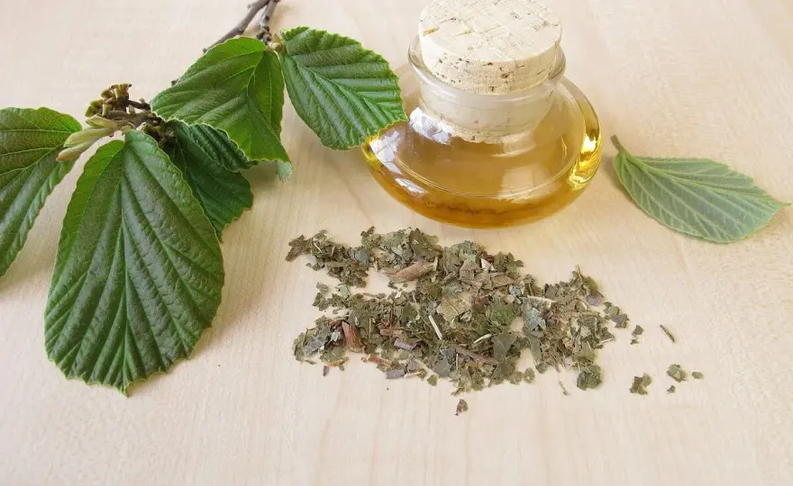 Hamamelis para la piel - beneficios, usos y precauciones