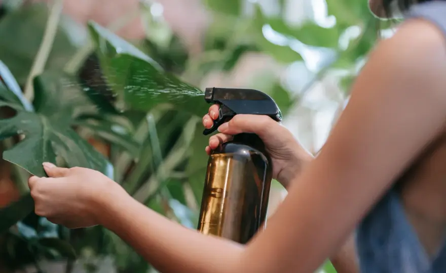 Aceite de neem: usos, aplicación y precauciones