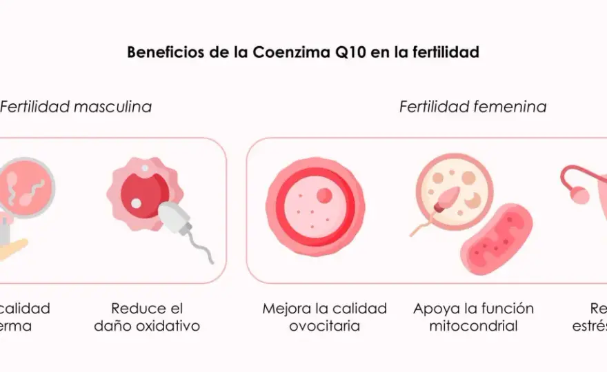 Coenzima Q10 para mujeres - usos, beneficios y precauciones