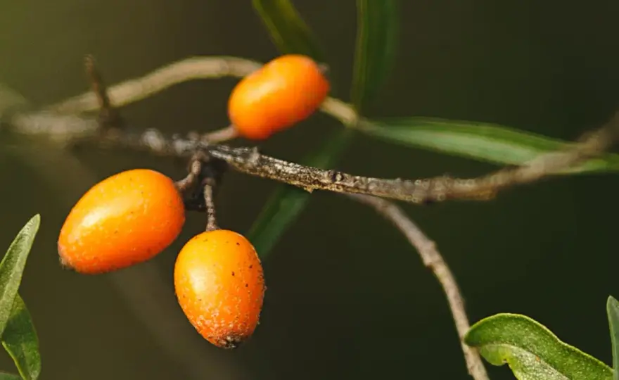 Aceite de espino amarillo para la piel - cuál elegir y cómo usarlo