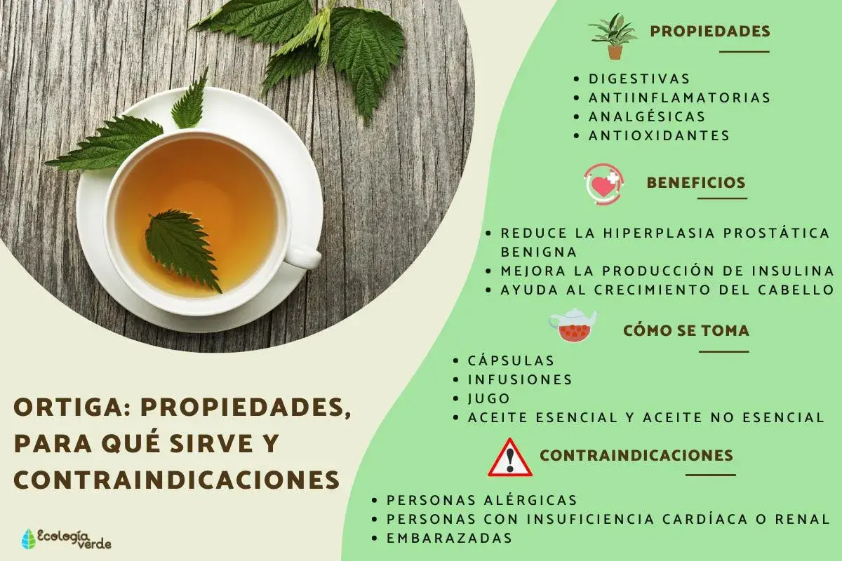 Té de ortiga en taza, destacando sus propiedades digestivas, antiinflamatorias y analgésicas.