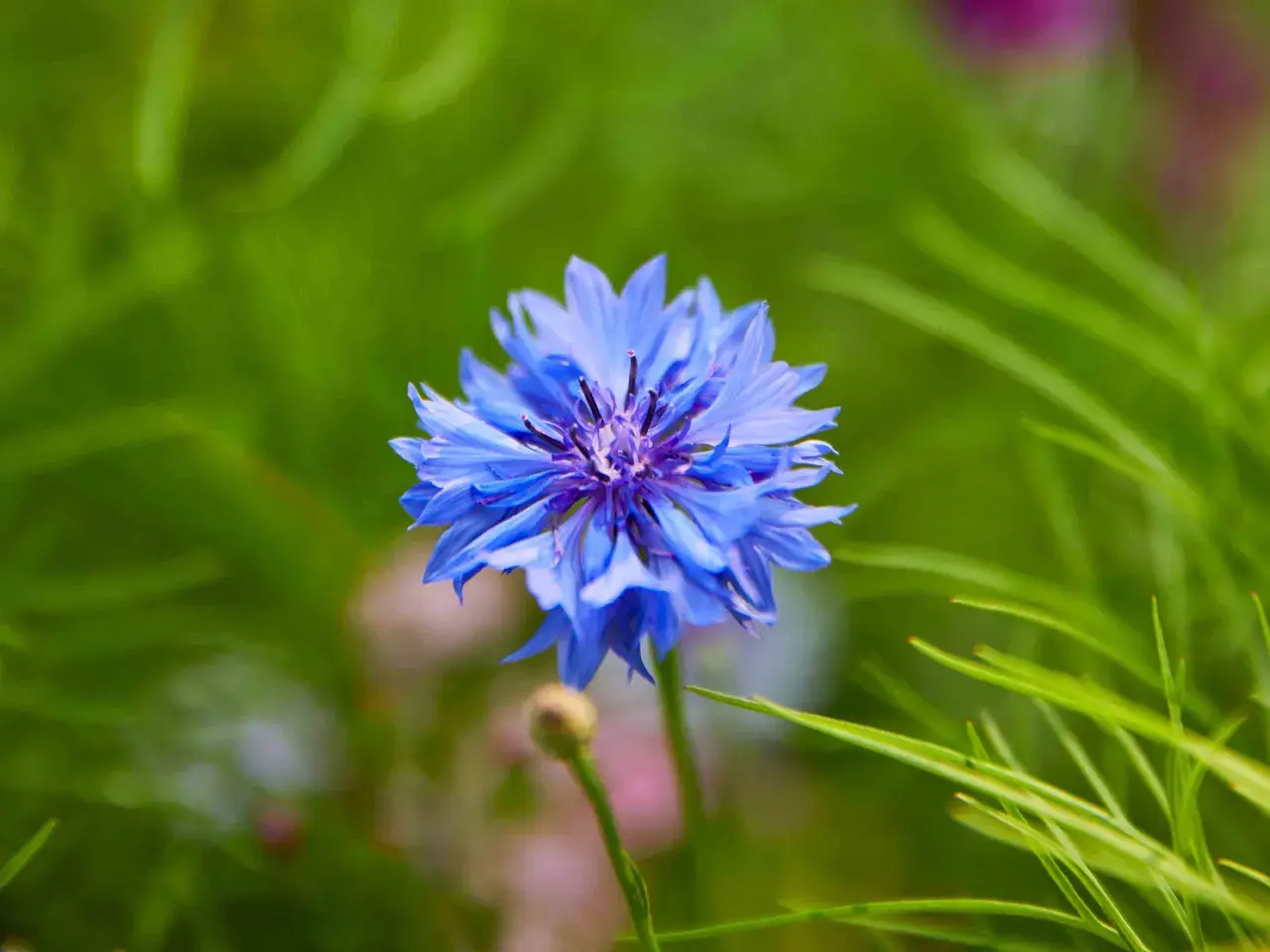Flor de aciano azul vibrante, destacando sus propiedades medicinales y su belleza natural en un jardín.