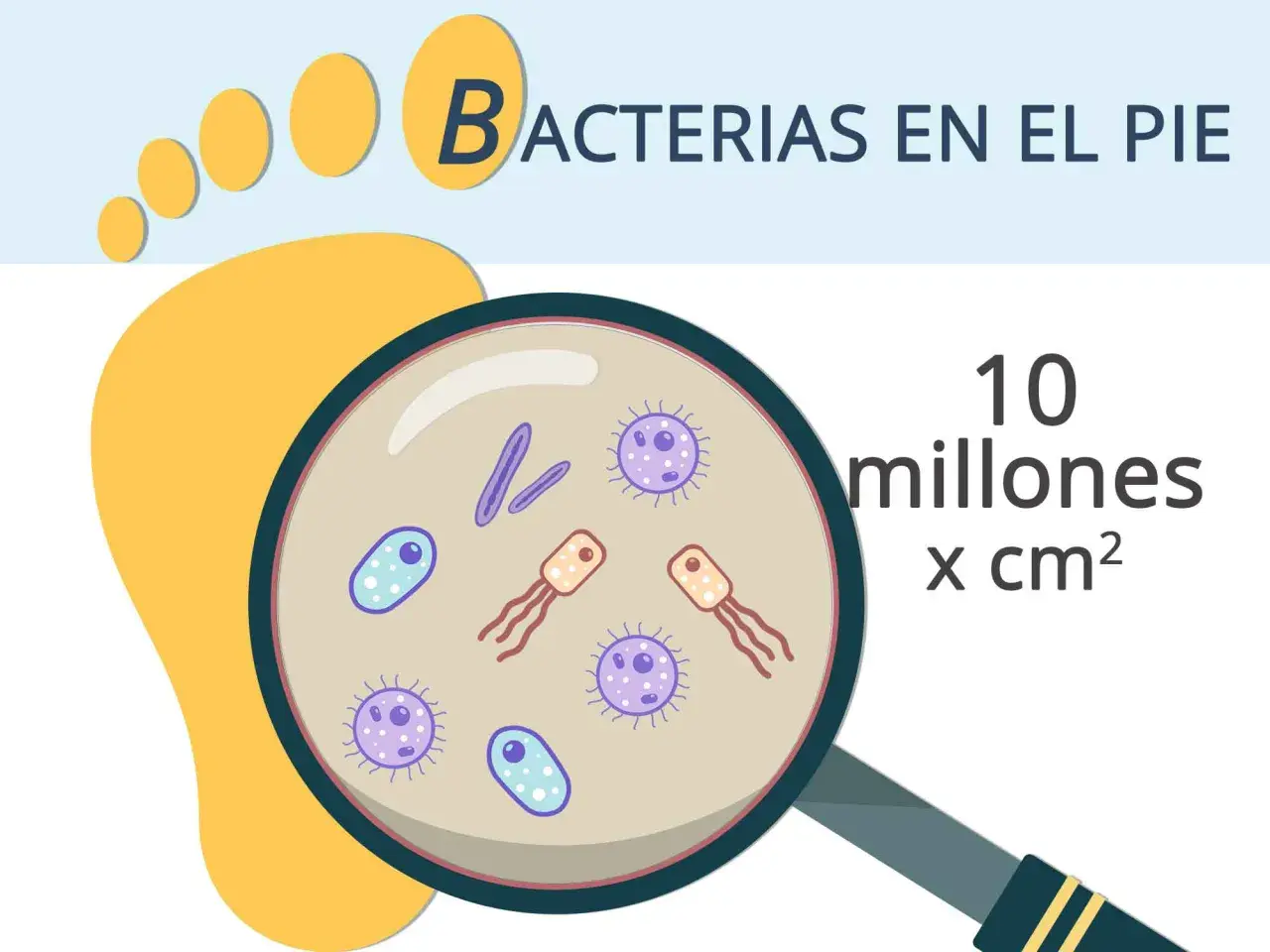 Bacterias en el pie, ¡causantes del olor! Magnificación muestra 10 millones por cm².