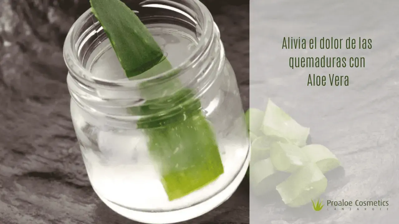 Hoja de aloe vera en un frasco con agua, ideal para aliviar el dolor de las quemaduras.