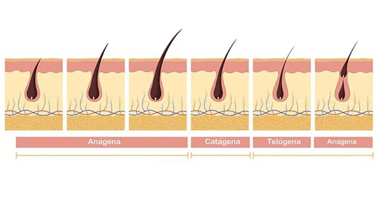 Ilustración del ciclo de crecimiento del vello: anágena (crecimiento), catágena (transición) y telógena (reposo). Muestra cuánto tarda en crecer una ceja.