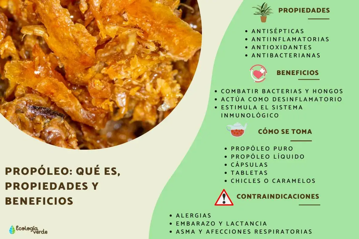 Propolis: qué es, sus propiedades antisépticas, antiinflamatorias y beneficios para el sistema inmunológico.