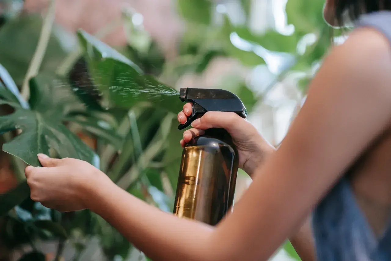 Persona rocía hojas verdes con un atomizador. El aceite de neem sirve para proteger las plantas de plagas.