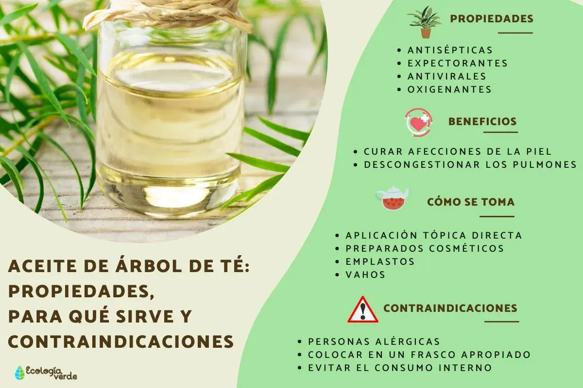 Aceite de árbol de té: sus propiedades antisépticas y antivirales lo hacen útil para afecciones de la piel y descongestionar pulmones.