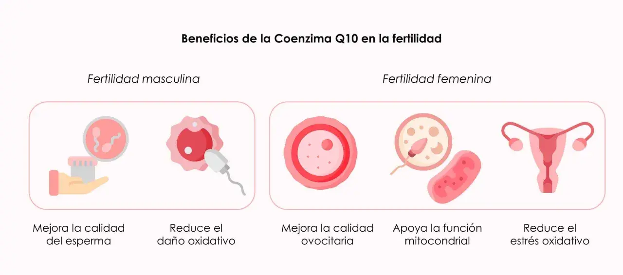 La coenzima Q10 para que sirve en mujeres: mejora ovocitos, apoya función mitocondrial y reduce estrés oxidativo.