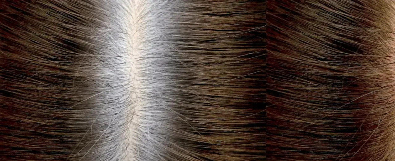 Cabello con raíces grises visibles, mostrando el tiempo entre tinte y tinte sin amoniaco.