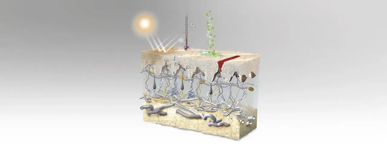 Ilustración detallada de las capas de la piel, mostrando la epidermis, dermis y tejido adiposo, con elementos como el sol, un termómetro y una herida.