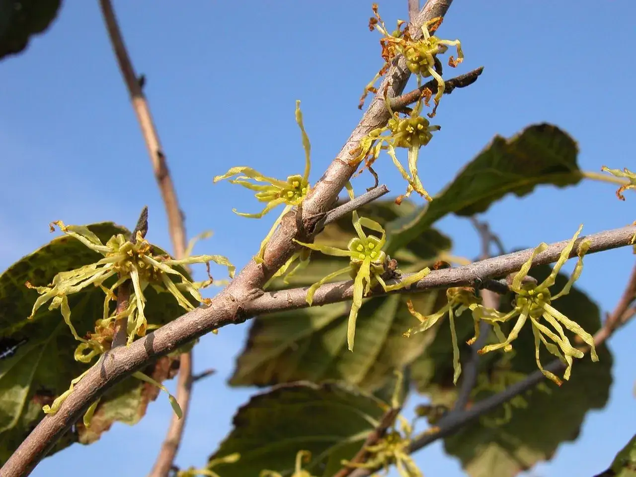 Flores amarillas y rizadas de amamelis en una rama contra el cielo azul.