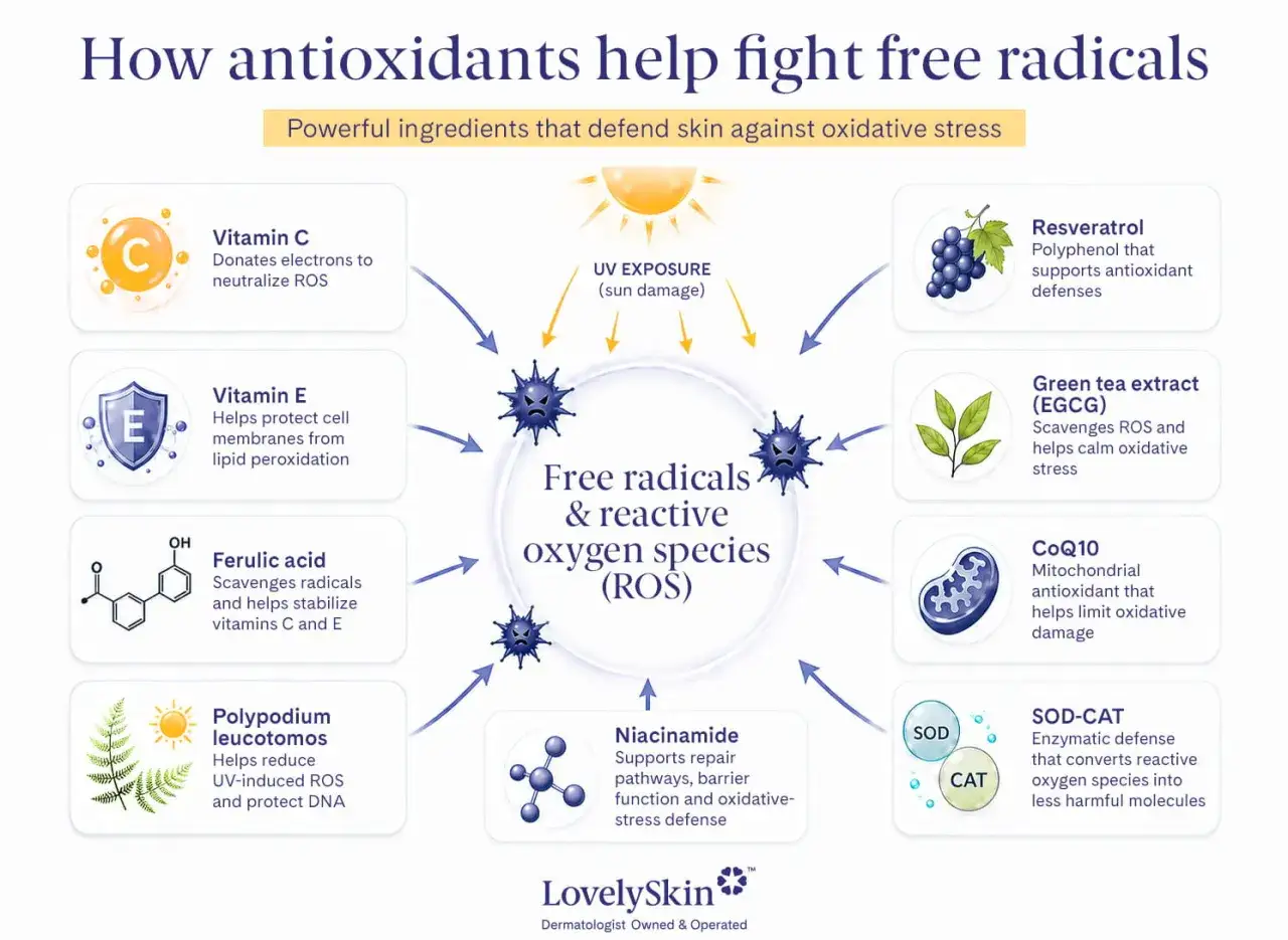 Ilustraci&oacute;n muestra c&oacute;mo antioxidantes combaten radicales libres en la piel, detallando vitaminas C, E, &aacute;cido fer&uacute;lico, Resveratrol, t&eacute; verde, CoQ10 y Niacinamida.