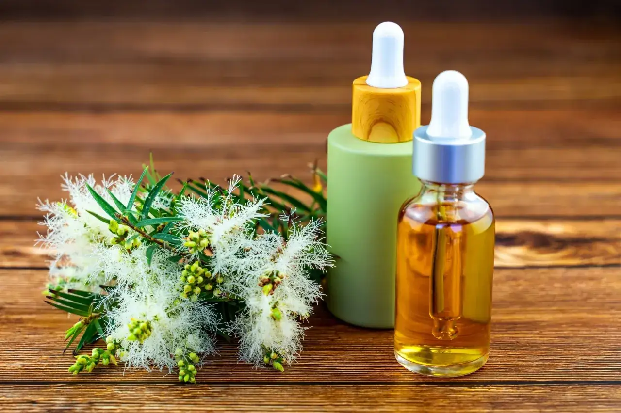 Aceite de árbol de té para que sirve: frasco con aceite esencial y ramas de la planta sobre madera.